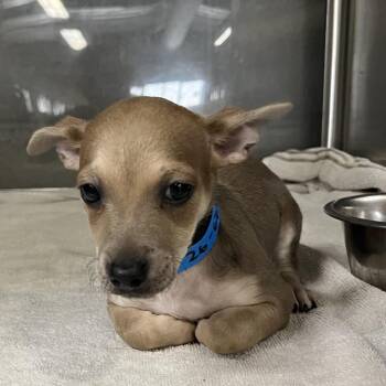 Pepito -  Chihuahua Dog for Adoption in Yuma, Arizona - Pepito | PetCurious