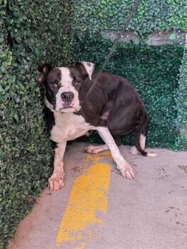 61520935 -  Pit Bull Terrier and Mixed Breed Dog for Adoption in El Paso, Texas - 61520935 | PetCurious