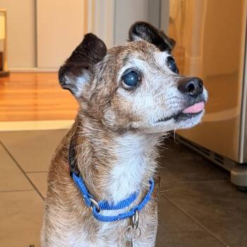 Italian Greyhound Dogs Available for Adoption - Cooper | PetCurious