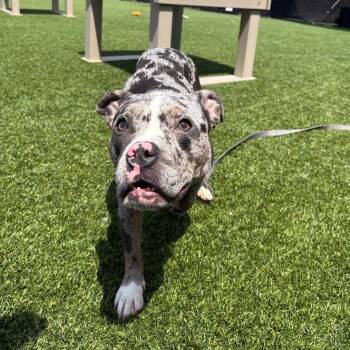 Delilah -  Mixed Breed Dog for Adoption in Pittsburgh, Pennsylvania - Delilah | PetCurious