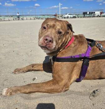 Patty Mayonnaise -  Mixed Breed Dog for Adoption - Patty Mayonnaise | PetCurious