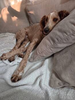 Ollie -  Goldendoodle Dog for Adoption in Maineville, Ohio - Ollie | PetCurious