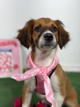 Candy-One of our Amazing Rescue Dogs -  Cavalier King Charles Spaniel and Brittany Spaniel Dog for Adoption in Carlsbad, California - Candy-One Of Our Amazing Rescue Dogs | PetCurious