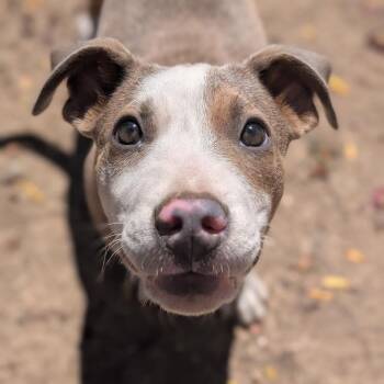 Rescue Pit Bull Terrier and Staffordshire Bull Terrier Dogs for Adoption in Mountain Center, California - Xavier | PetCurious