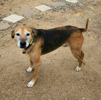 Rescue German Shepherd Dog Dogs for Adoption in Aliso Viejo, California - Ozzie | PetCurious