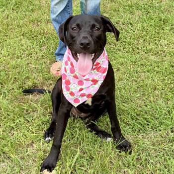 Eleanor -  Mixed Breed Dog for Adoption in Austin, Texas - Eleanor | PetCurious