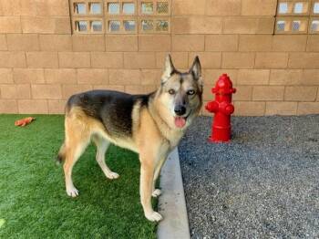 Rescue German Shepherd Dog and Husky Dogs for Adoption in San Marcos, California - URGENT! SAVE ME PLEASE! Nebula ID#A510033 | PetCurious
