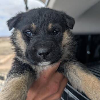 Mixed Breed Dogs Available for Adoption - Chase | PetCurious