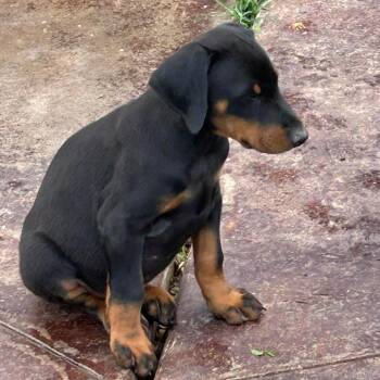 Doberman Pinscher Dogs Available for Adoption in Montgomery, Texas - Toby | PetCurious