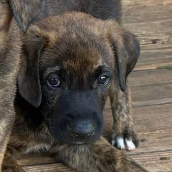 German Shepherd Dog and Boxer Dogs Available for Adoption in Lynchburg, Virginia - Tip Top | PetCurious