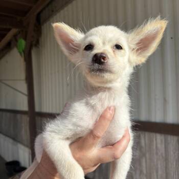 BANGLE -  Pomeranian and Chihuahua Dog for Adoption in Waterford, New Jersey - BANGLE | PetCurious