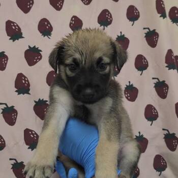 Toro Loca -  Shepherd and Mixed Breed Dog for Adoption in San Antonio, Texas - Toro Loca | PetCurious