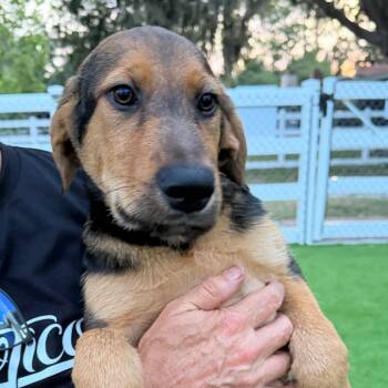 German Shepherd Dog and Hound Dogs Available for Adoption in Lakewood Ranch, Florida - Abaco | PetCurious
