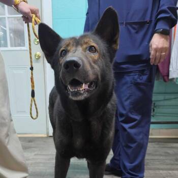 Major -  Shepherd and Mixed Breed Dog for Adoption in Jefferson City, Tennessee - Major | PetCurious