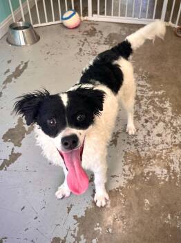 Poodle and Border Collie Dogs Available for Adoption in Los Angeles, California - Carmela | PetCurious