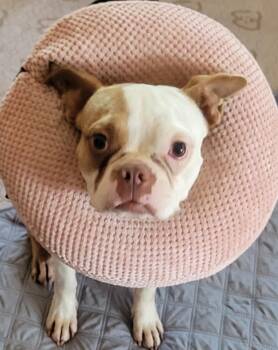 Laverne -  Boston Terrier Dog for Adoption in Milford, Michigan - Laverne | PetCurious