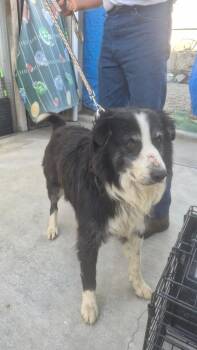 Border Collie Dogs Available for Adoption in Newman, California - Rex | PetCurious