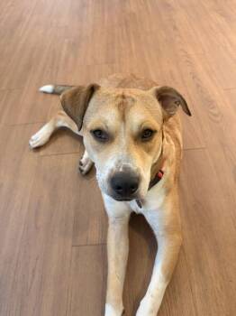 Stroop -  Mixed Breed and Pit Bull Terrier Dog for Adoption in Austin, Texas - Stroop | PetCurious