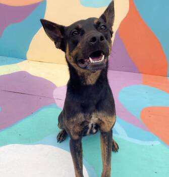 Rescue Mixed Breed Dogs for Adoption in Dallas, Texas - Tyler | PetCurious