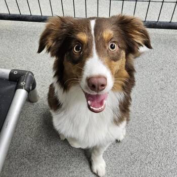 Cerci -  Australian Shepherd Dog Available for Adoption in Kingman, Kansas - Cerci | PetCurious