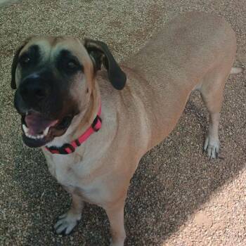 Big Mamma -  Bullmastiff and Mixed Breed Dog for Adoption in Wadena, Minnesota - Big Mamma | PetCurious