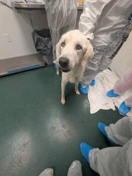 Great Pyrenees and Mixed Breed Dogs Available for Adoption in Fort Worth, Texas - Mushu | PetCurious