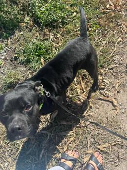 Rescue Pit Bull Terrier Dogs for Adoption in Rensselaer, Indiana - Jynx | PetCurious