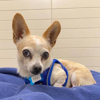 Ajax 13289 -  Chihuahua Dog for Adoption in San Francisco, California - Ajax 13289 | PetCurious