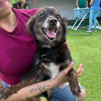Chihuahua Dogs Available for Adoption in Tampa, Florida - Liberty Belle | PetCurious