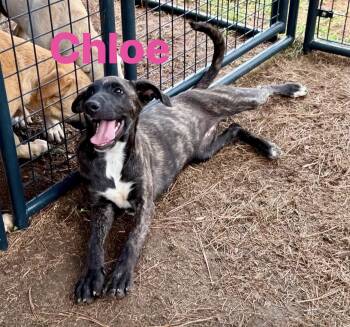 Chloe -  Black Mouth Cur Dog for Adoption in Pembroke, Massachusetts - Chloe | PetCurious