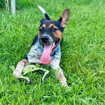 Oakley "Blue" - 052011U -  Australian Cattle Dog Blue Heeler and Mixed Breed Dog for Adoption in Tupelo, Mississippi - Oakley "Blue" - 052011U | PetCurious