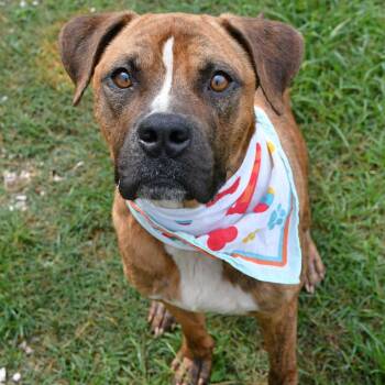 Max -  Boxer and Mixed Breed Dog for Adoption in Beaumont, Texas - Max | PetCurious