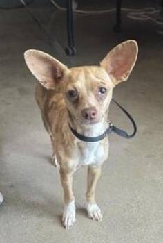 BAMBI -  Chihuahua Dog for Adoption in San Antonio, Texas - BAMBI | PetCurious