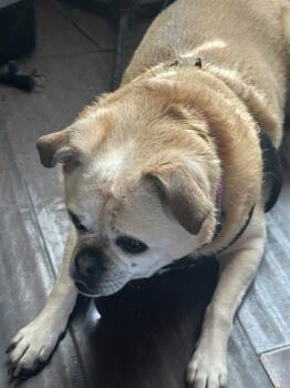 Rescue Pug and Mixed Breed Dogs for Adoption in Rancho Cucamonga, California - Bella | PetCurious