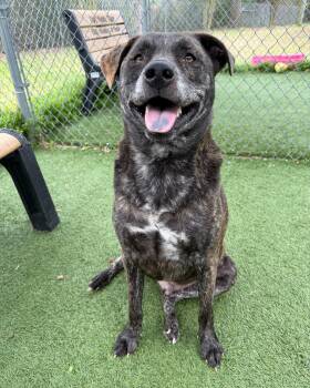 Spanky -  Mixed Breed Dog Available for Adoption in Vaudreuil-dorion, Quebec - Spanky | PetCurious