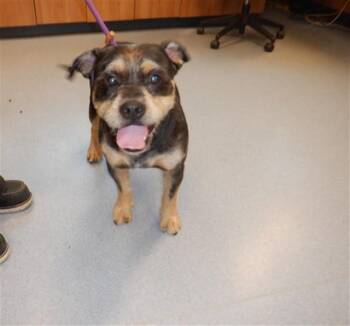 PUFFLE -  Pit Bull Terrier and Giant Schnauzer Dog for Adoption in San Jose, California - PUFFLE | PetCurious