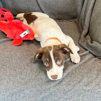 Brooklyn -  Pointer and Great Pyrenees Dog for Adoption in Lewisville, Texas - Brooklyn | PetCurious