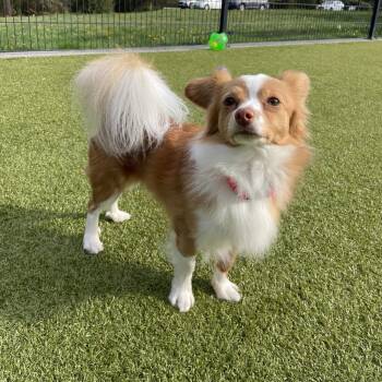 Ozzy -  Chihuahua Dog for Adoption in Friday Harbor, Washington - Ozzy | PetCurious