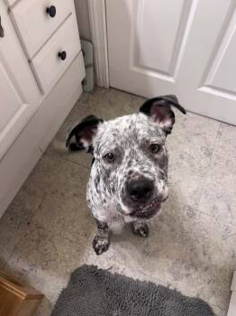 Roux -  Boxer Dog for Adoption in Brunswick, Maine - Roux | PetCurious
