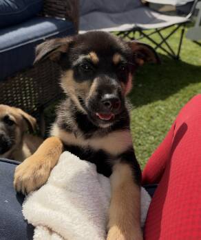 Squeaks -  Shepherd Dog for Adoption in Denver, Colorado - Squeaks | PetCurious