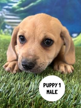 Labrador Retriever and Mixed Breed Dogs Available for Adoption in Rutherfordton, North Carolina - Remy | PetCurious