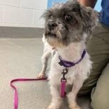 Lola -  Shih Tzu Dog for Adoption in Hilliard, Ohio - Lola | PetCurious