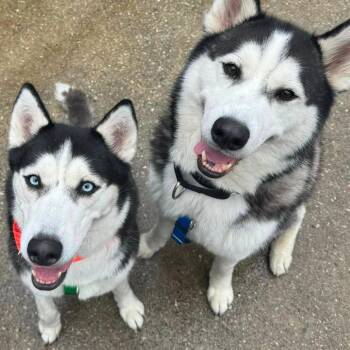 Siberian Husky Dogs Available for Adoption in Baltimore, Maryland - Tuna Luna | PetCurious