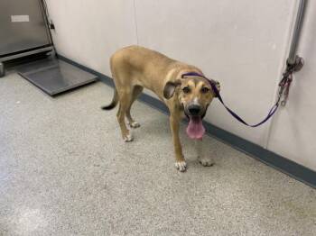 CHUBBS -  German Shepherd Dog and Mixed Breed Dog for Adoption in Visalia, California - CHUBBS | PetCurious