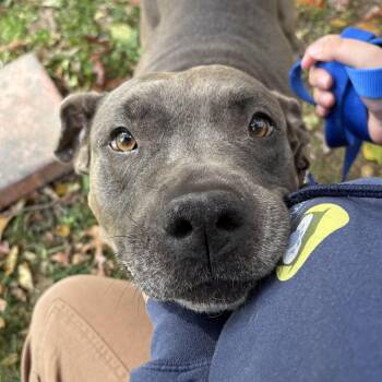 Rescue Pit Bull Terrier Dogs for Adoption in Eatontown, New Jersey - Marina | PetCurious