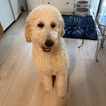 EMMA-FLORIDA -  Goldendoodle Dog for Adoption in Houston, Texas - EMMA-FLORIDA | PetCurious