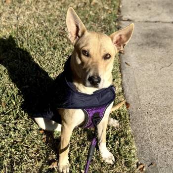 Carolina Dog and American Staffordshire Terrier Dogs Available for Adoption - Natalie  | PetCurious