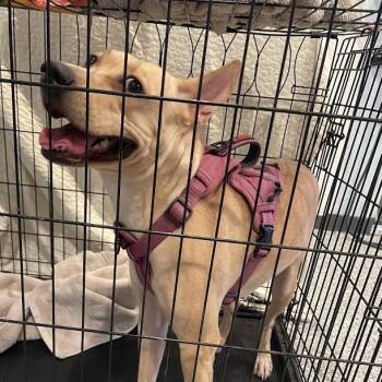 Mixed Breed Dogs Available for Adoption in Port Charlotte, Florida - Baby | PetCurious
