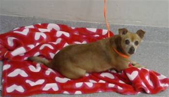 CANELO -  Chihuahua and Mixed Breed Dog for Adoption in Pasadena, Texas - CANELO | PetCurious