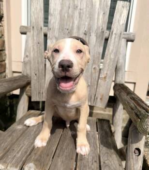 Lotus -  American Staffordshire Terrier and Labrador Retriever Dog for Adoption in South Houston, Texas - Lotus | PetCurious